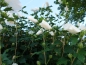 Preview: Hibiscus syriacus „Weiße Blüte“