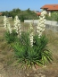 Preview: Yucca filamentosa / Fädige Palmlilie