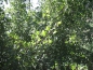 Preview: Acer monspessulanum / Franz. Ahorn