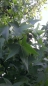 Preview: Liquidambar styraciflua / Amerikanischer Amberbaum