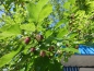 Preview: Baum mit Frucht