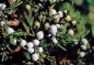 Preview: Juniperus virginiana / Virginischer Wacholder
