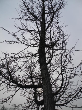 Baum im Herbst