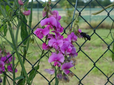 Blüten mit Holzbiene