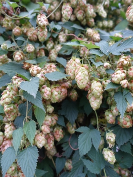 Humulus lupulus / Echter Hopfen