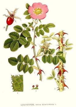 Illustration