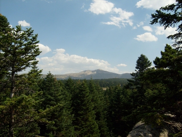 Waldbestand