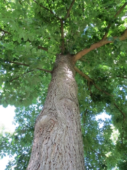 Carya cordiformis / Bitternuss