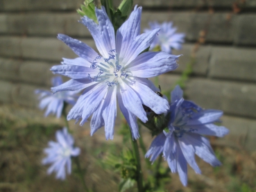 Cichorium intybus / Gemeine Wegwarte