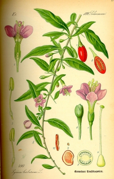 Illustration