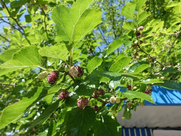 Baum mit Frucht