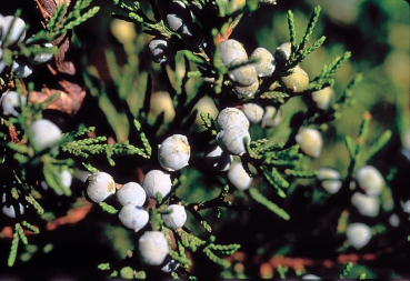 Juniperus virginiana / Virginischer Wacholder