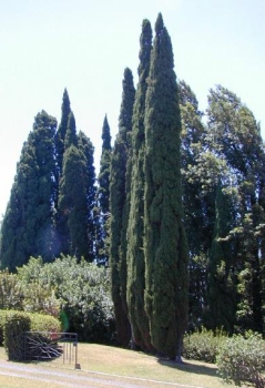 Cypressus sempervirens / Echte Zypresse