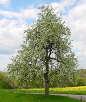 ganzer Baum