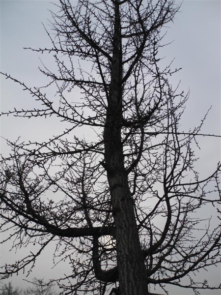 Baum im Herbst