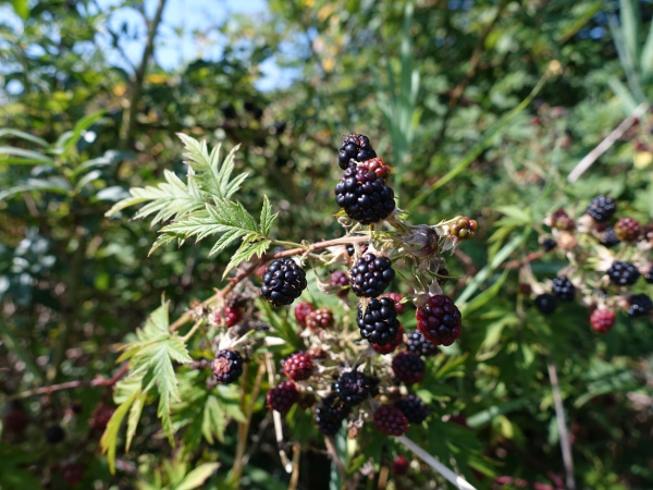 Blätterwerk mit Früchten im Herbst