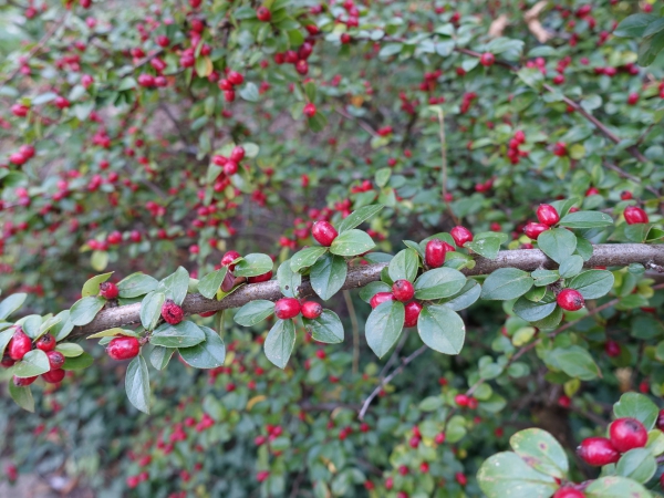 Blätterwerk mit Früchten im Herbst