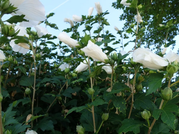 Hibiscus syriacus „Weiße Blüte“