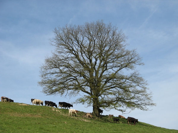 Solitärbaum