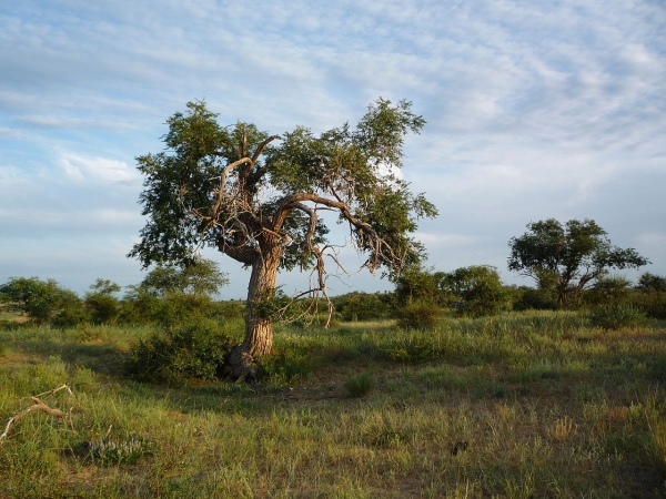 älterer Baum