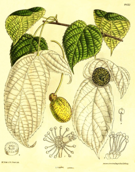 Illustration