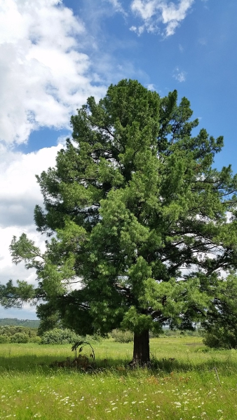 Solitärbaum