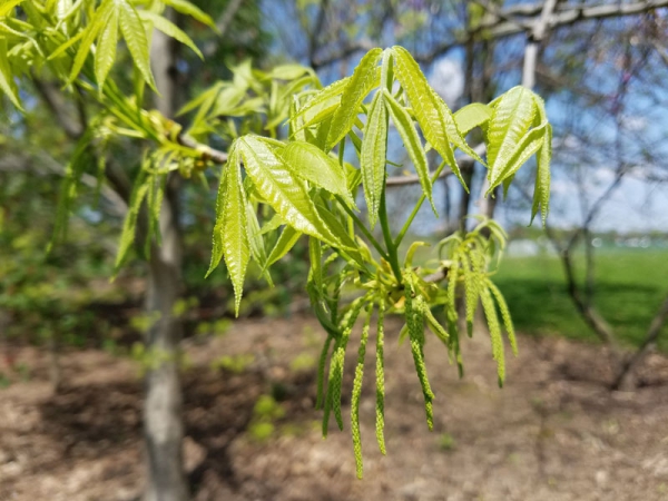 Carya cordiformis / Bitternuss