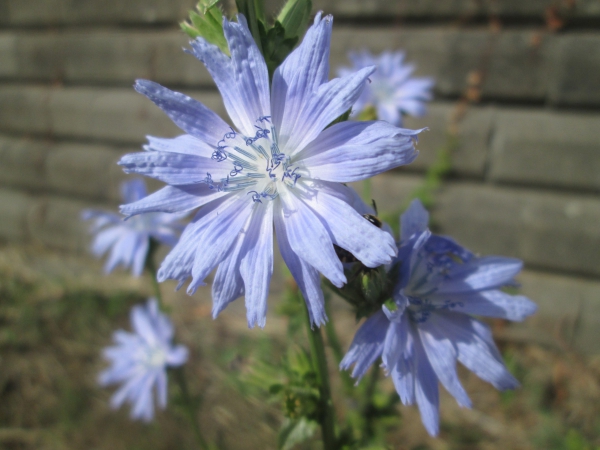 Cichorium intybus / Gemeine Wegwarte