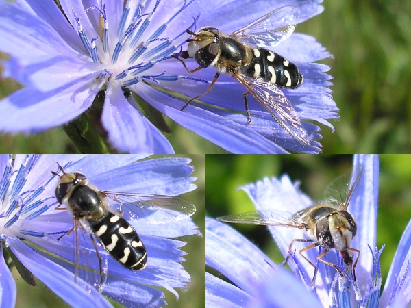 Bienenfeundlich