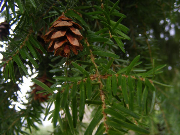 Tsuga heterophylla / Westamerikanische Hemlocktanne