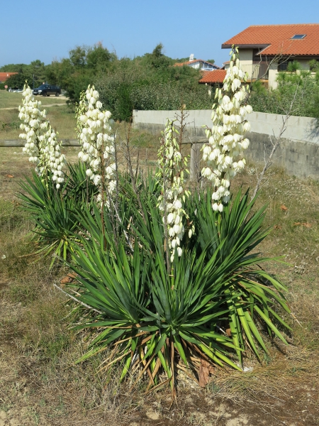 Yucca filamentosa / Fädige Palmlilie