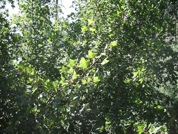 Acer monspessulanum / Franz. Ahorn