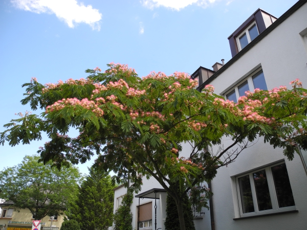 Albizia julibrissin / Seiden Akazie