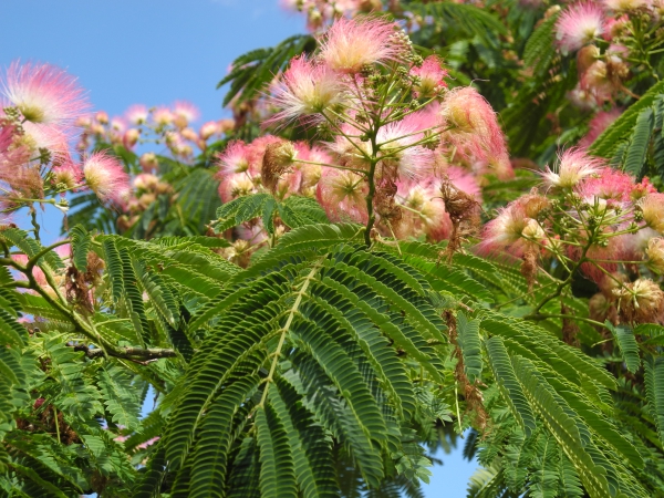 Albizia julibrissin / Seiden Akazie