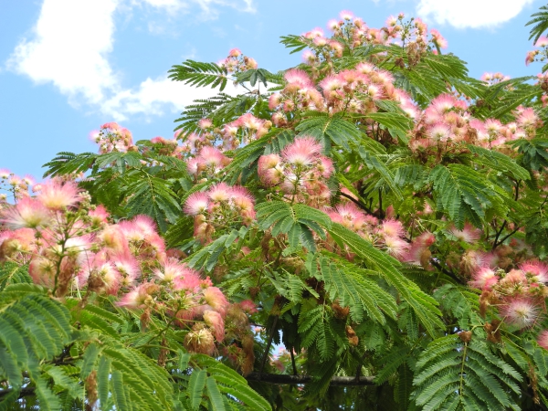 Albizia julibrissin / Seiden Akazie