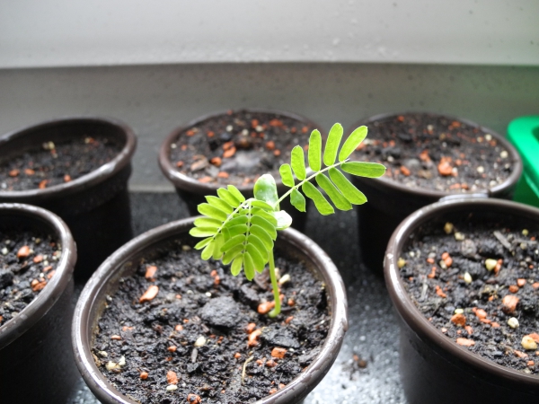 Albizia julibrissin / Seiden Akazie