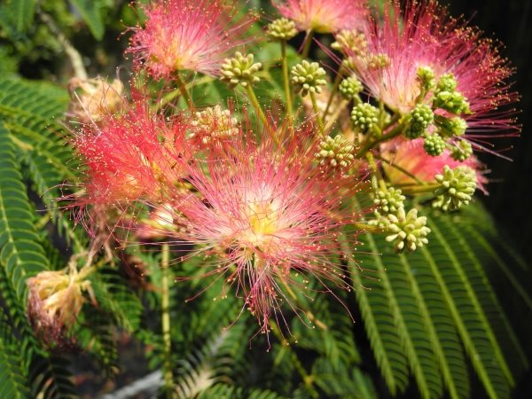 Albizia julibrissin / Seiden Akazie