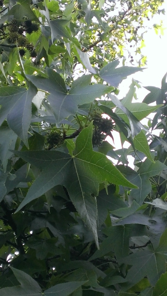 Liquidambar styraciflua / Amerikanischer Amberbaum