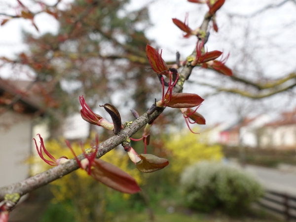 Zweig mit Blüten