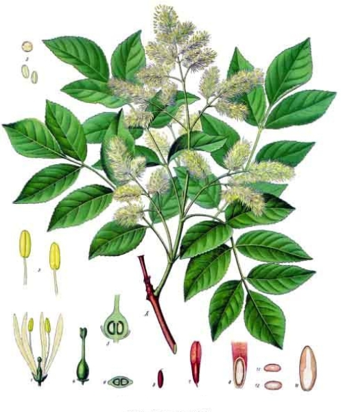 Illustration