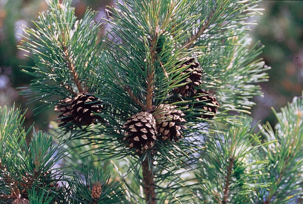 Pinus sylvestris / Weißkiefer