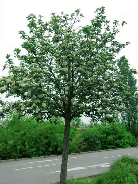 Baum in Blüte